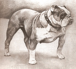 Olde English Bulldogge Standard shape