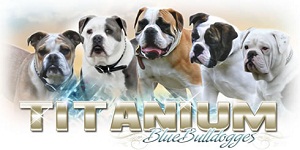 Titanium Blue Bulldogges