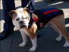  Marine Mascot Chesty 